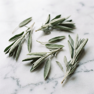 SAGE LEAF EXTRACT (1000mg)