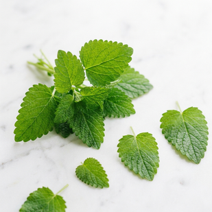 LEMON BALM LEAF EXTRACT (300mg)
